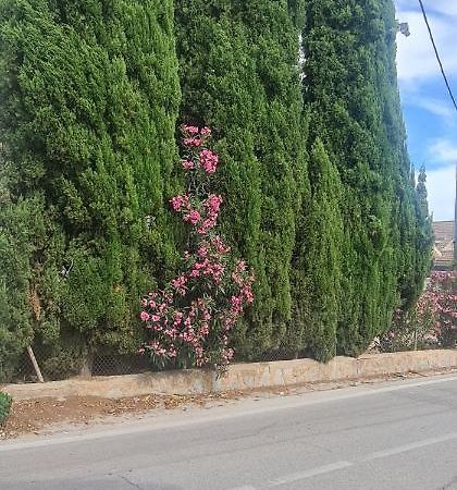 Coqueto Apartamento Murcia Bagian luar foto